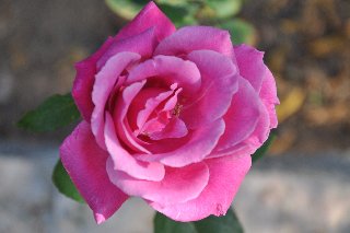 rosa rosa dall'alto