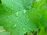 gocce di acqua su foglie verdi
